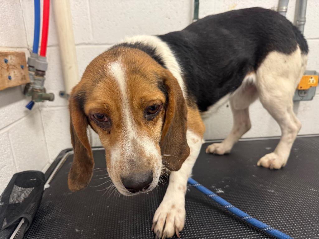 Hearty-Adoptable, a Adoptable Beagle in Chickamauga , GA image 2/3