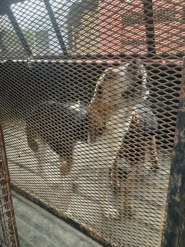 Hearty-Adoptable, a Adoptable Beagle in Chickamauga , GA image 3/3