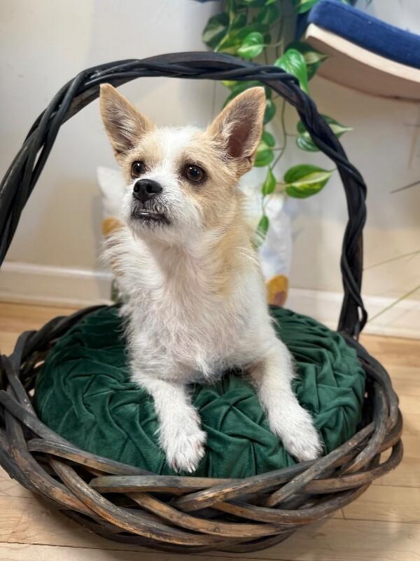 Miss Fancy Girl — thumbnail 2