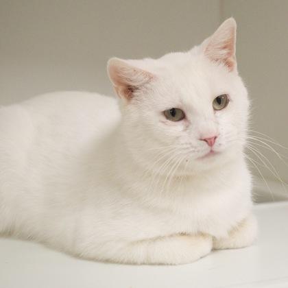 Olaf, Adoptable, Adult Male Domestic Short Hair & Domestic Short Hair.
