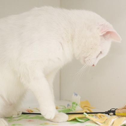 Enlarge Olaf, a Adoptable mixed breed in Verona, WI image 1/3