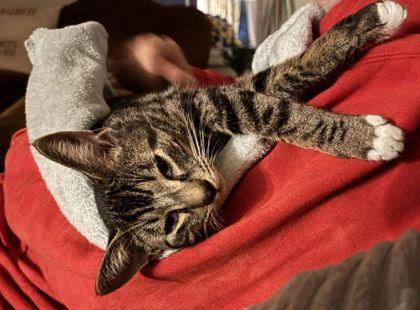 Enlarge Sam Clarkson, a Adoptable Domestic Short Hair in Hudson, MA image 2/3