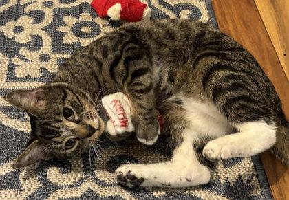 Enlarge Sam Clarkson - must adopt with Abi, a Adoptable Domestic Short Hair in Hudson, MA image 2/3