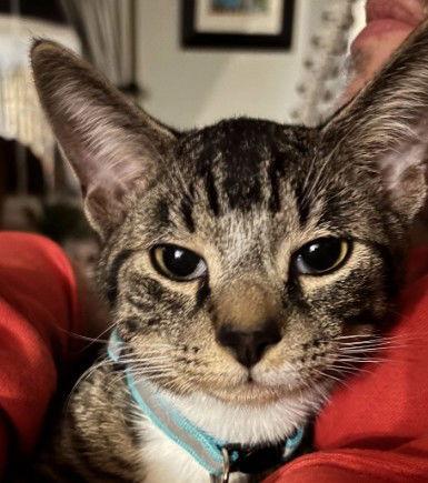 Enlarge Sam Clarkson, a Adoptable Domestic Short Hair in Hudson, MA image 3/3