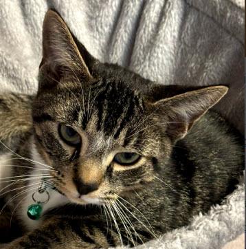 Enlarge Sam Clarkson - must adopt with Abi, a Adoptable Domestic Short Hair in Hudson, MA image 3/3