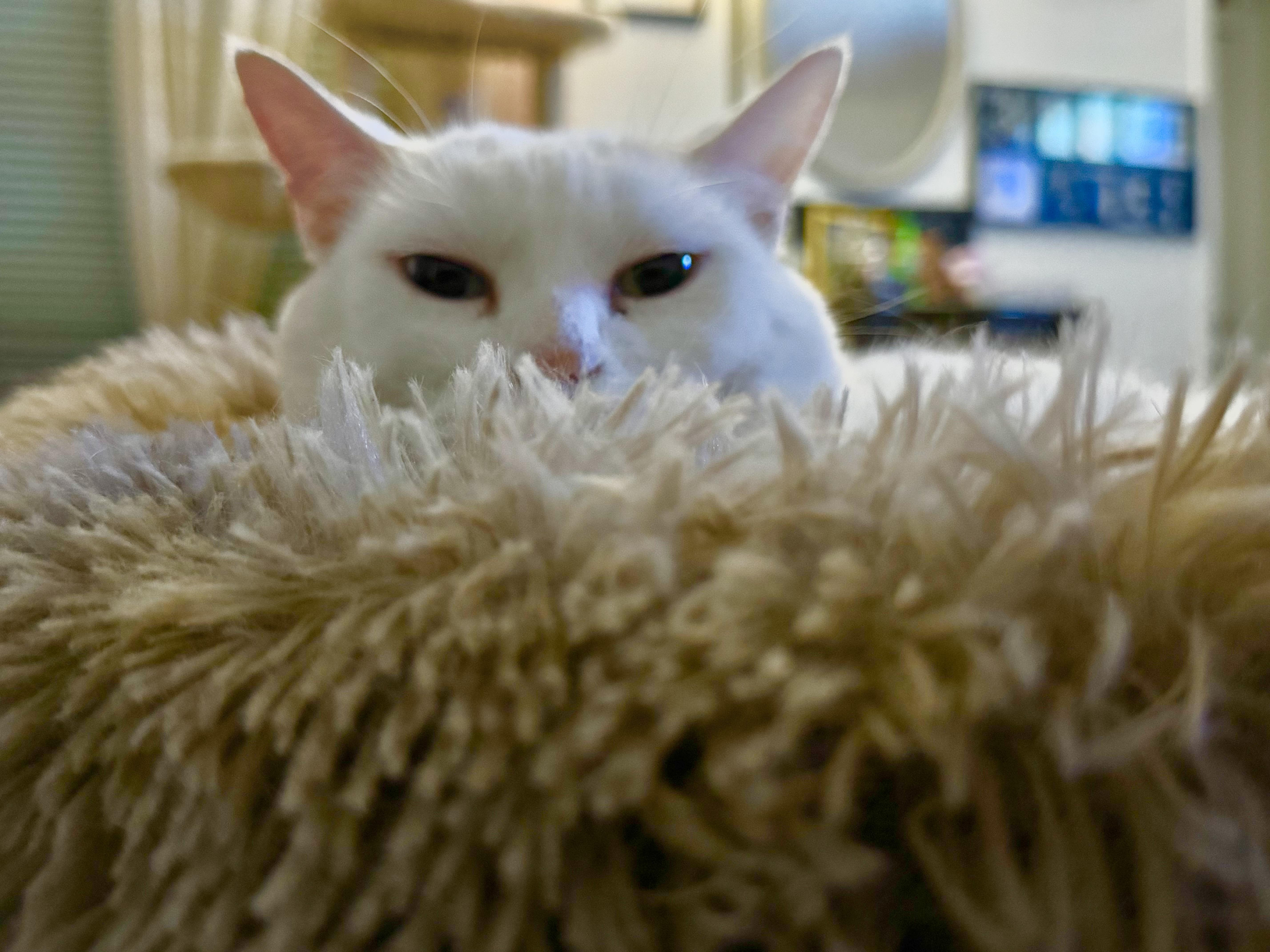 Missy, a Adoptable Domestic Short Hair in largo, FL image 5/5