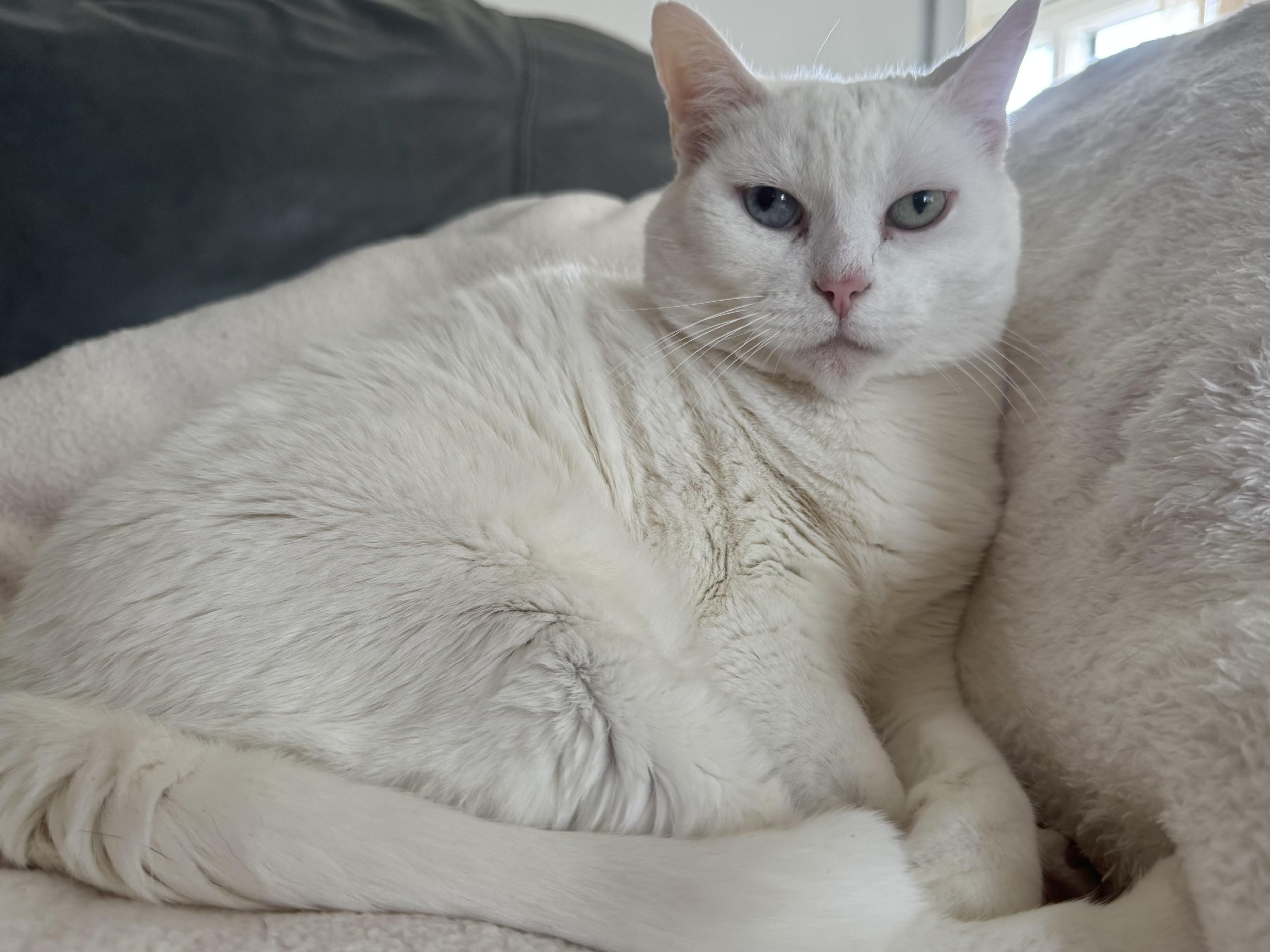 Missy, a Adoptable Domestic Short Hair in largo, FL image 1/5