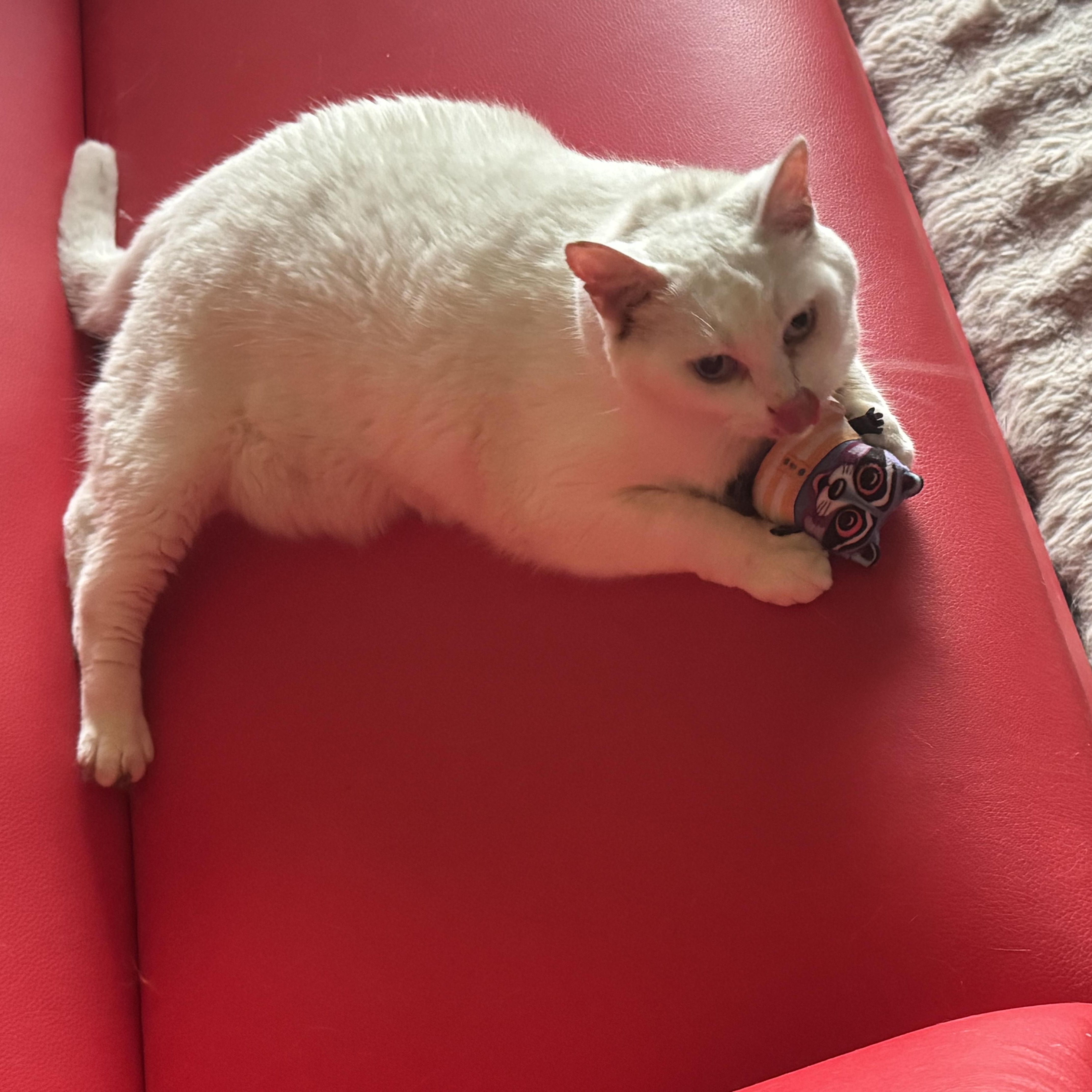 Missy, a Adoptable Domestic Short Hair in largo, FL image 2/5