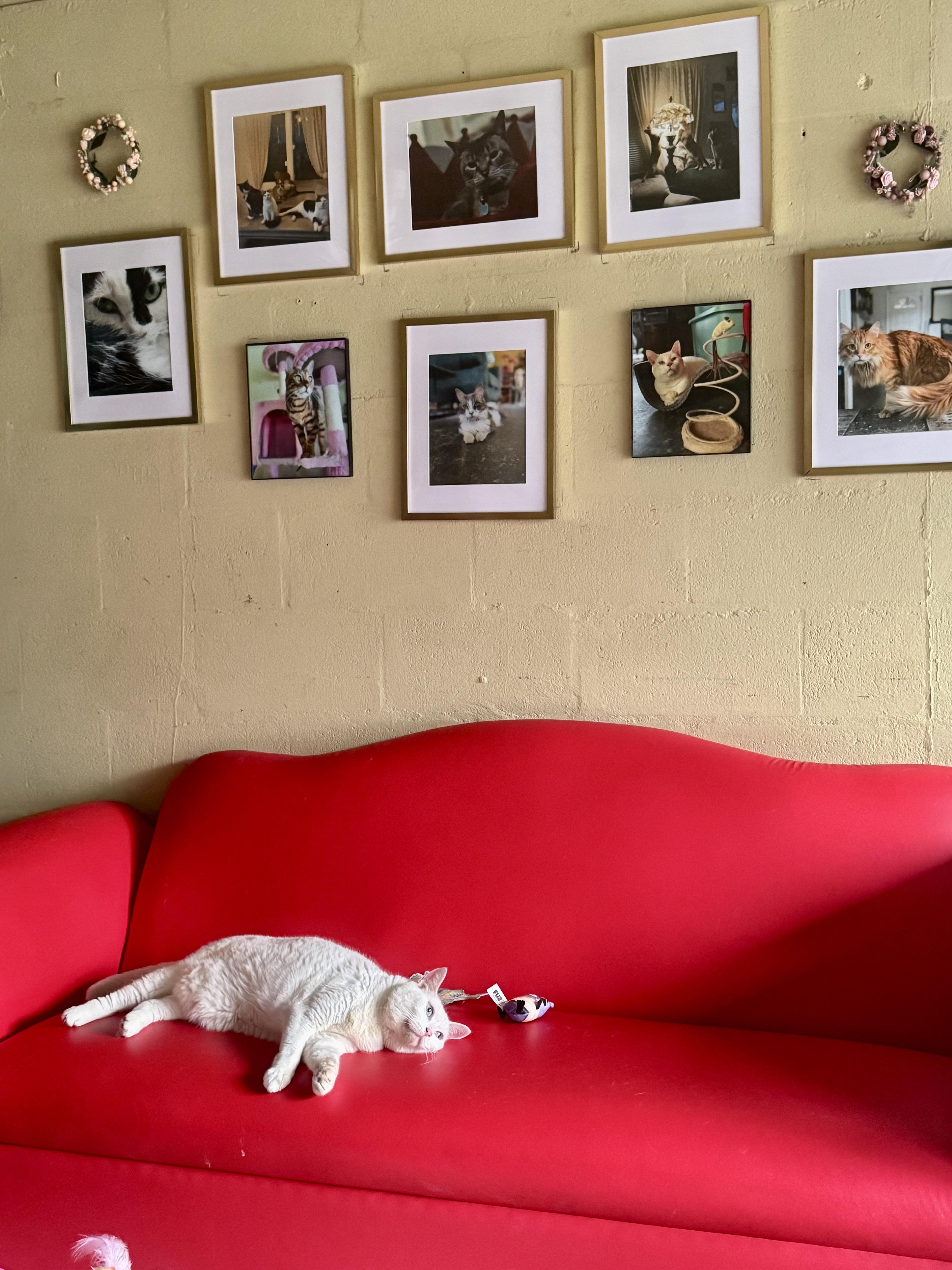 Missy, a Adoptable Domestic Short Hair in largo, FL image 3/5