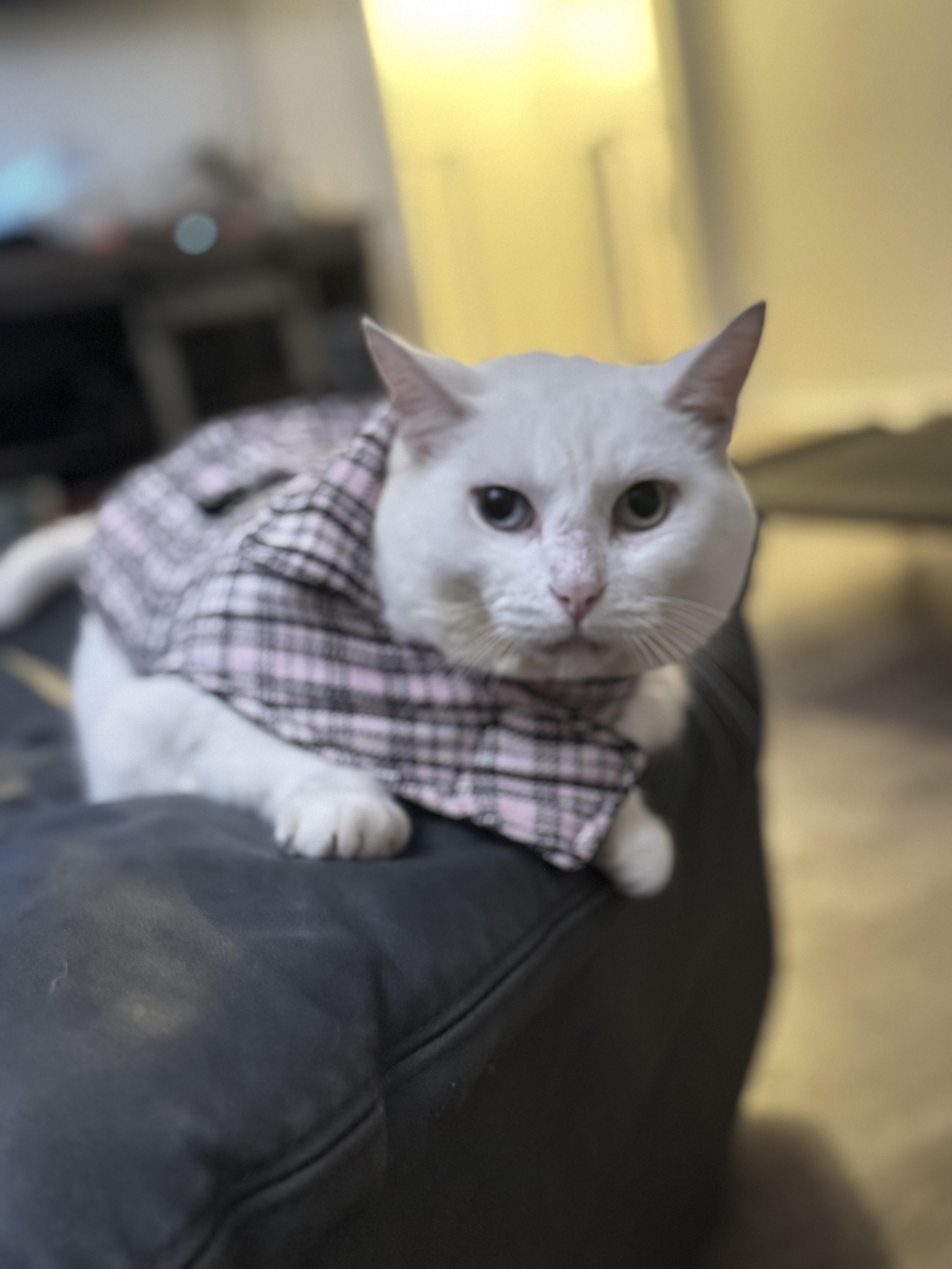 Missy, a Adoptable Domestic Short Hair in largo, FL image 4/5