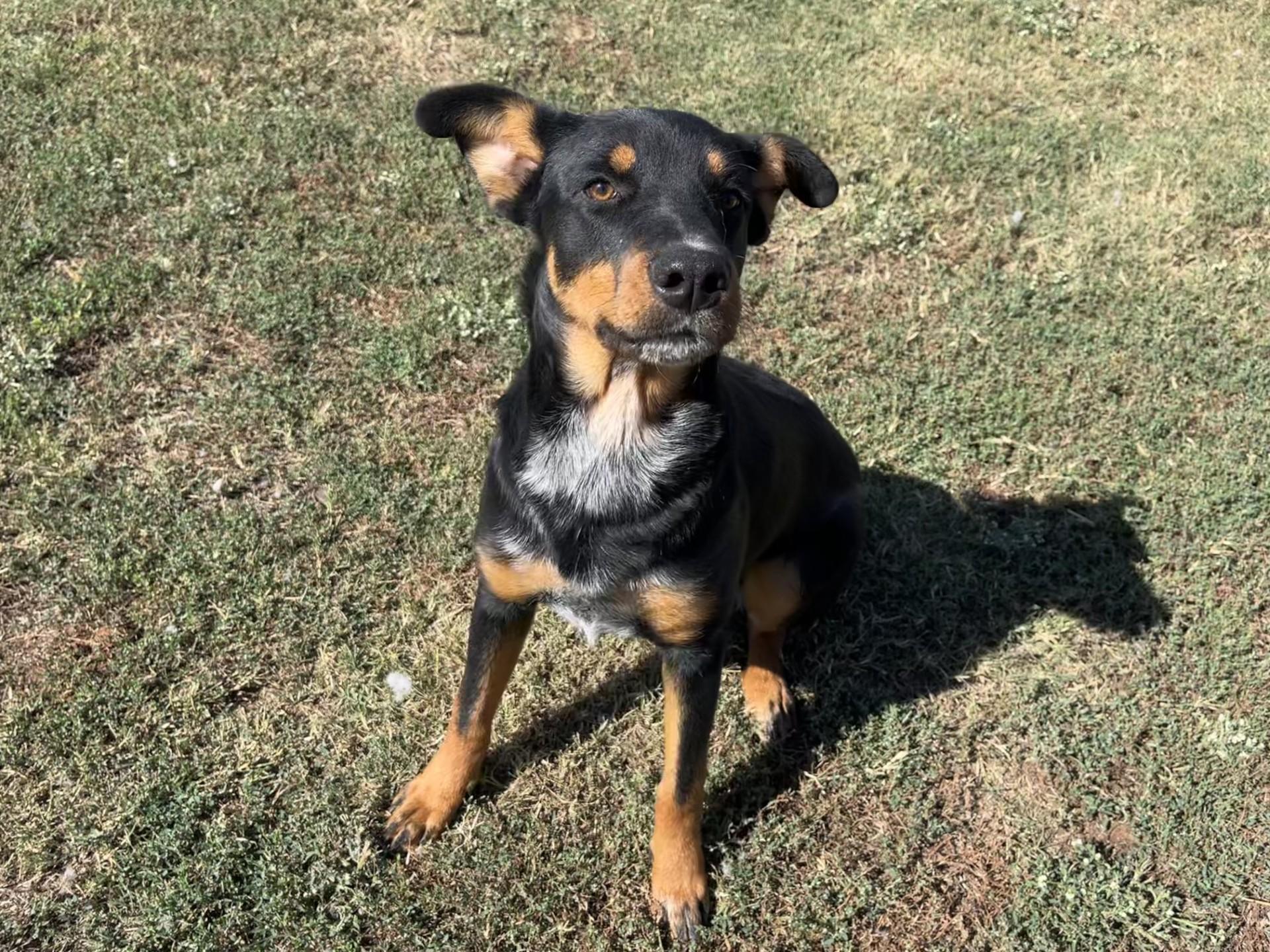 Sonic, an adopted Mixed Breed in Chickasha, OK image 4/4