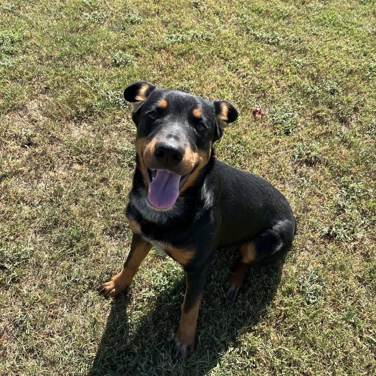 Sonic, an adopted Mixed Breed in Chickasha, OK image 2/4