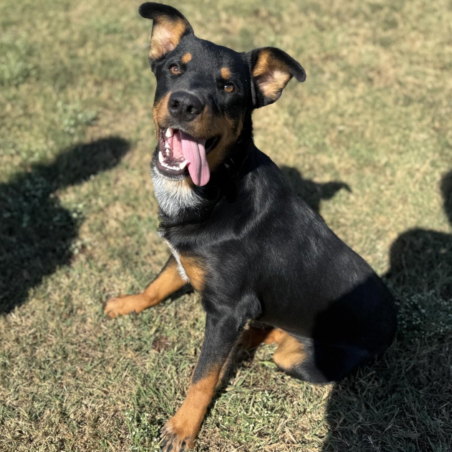 Sonic, an adopted Mixed Breed in Chickasha, OK image 3/4