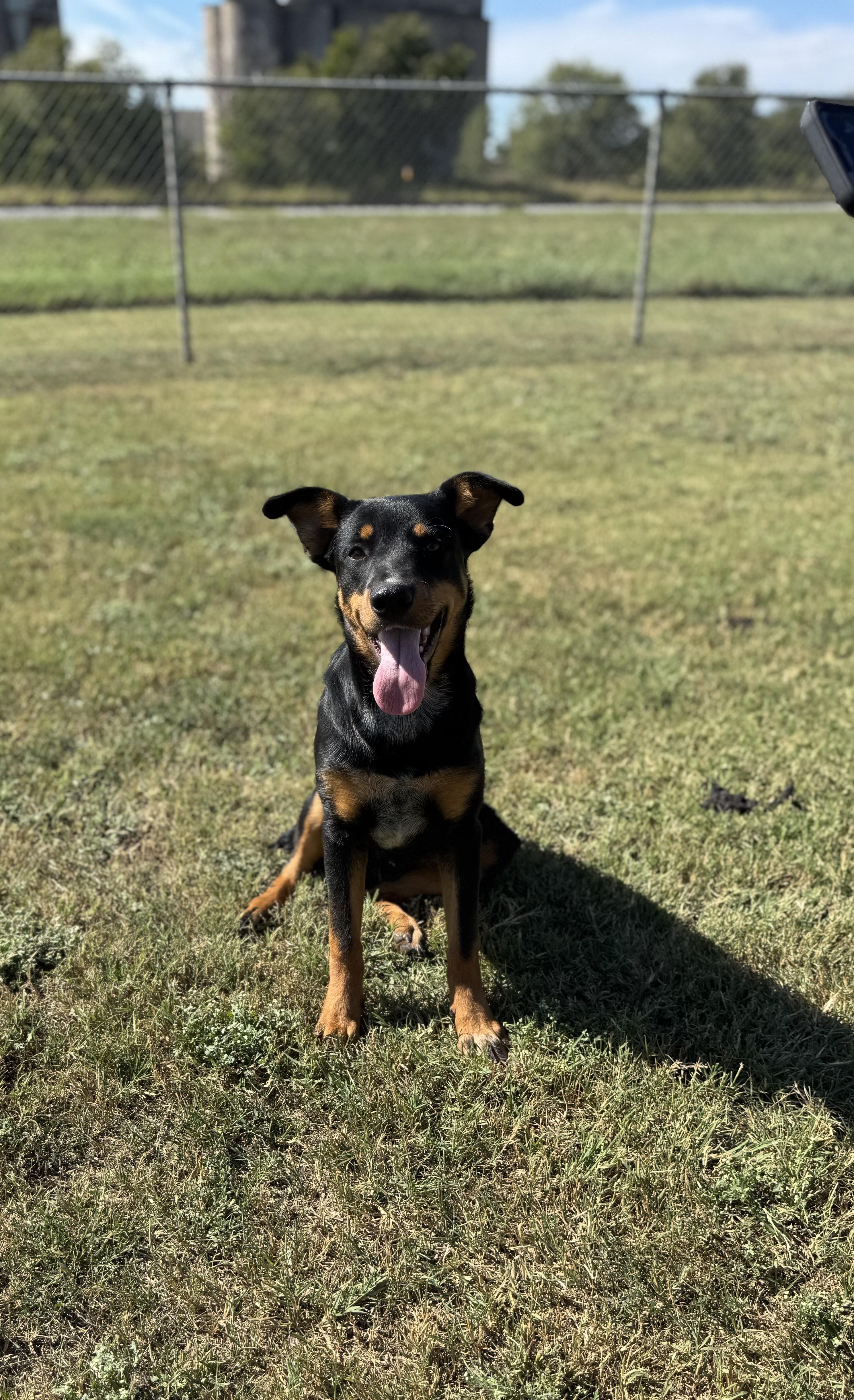 Sonic, an adopted Mixed Breed in Chickasha, OK image 1/4