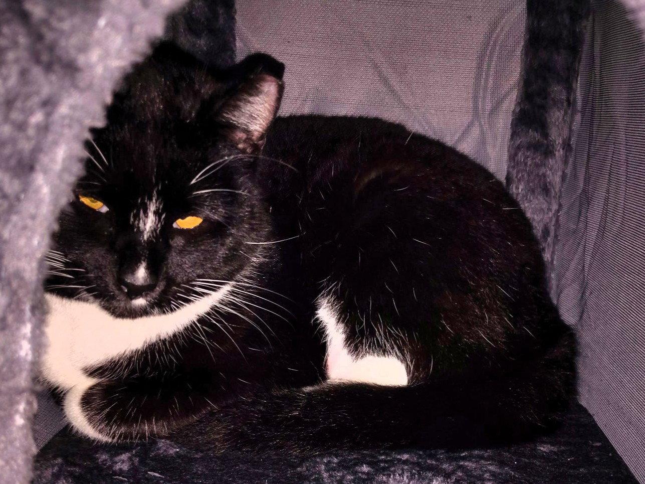 Angel & Pepper (Bonded pair), a Adoptable Domestic Short Hair in San Jose, CA image 1/3
