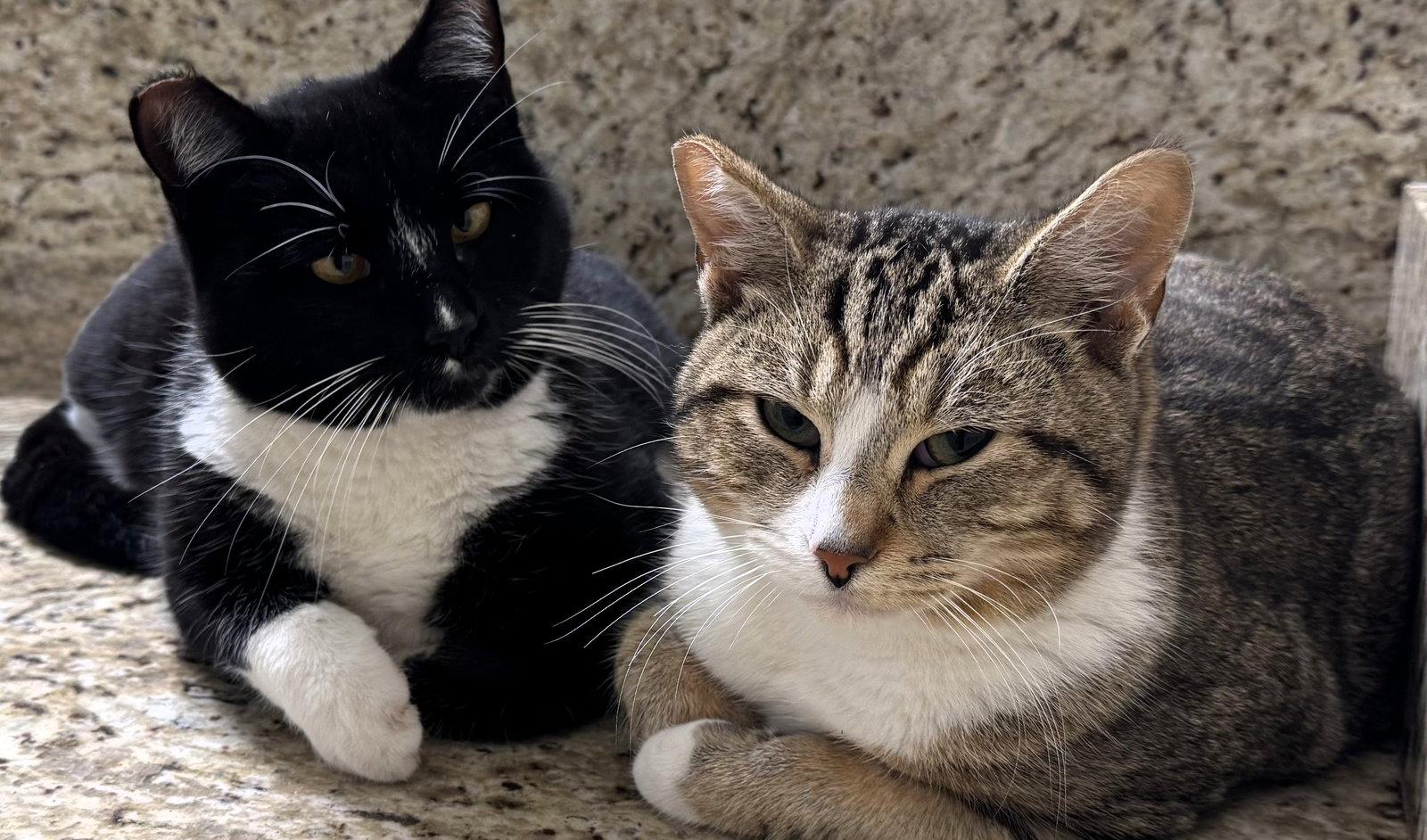 Angel & Pepper (Bonded pair), a Adoptable Domestic Short Hair in San Jose, CA image 2/3