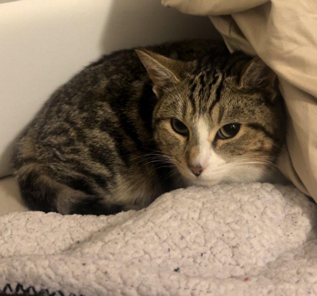 Angel & Pepper (Bonded pair), a Adoptable Domestic Short Hair in San Jose, CA image 3/3