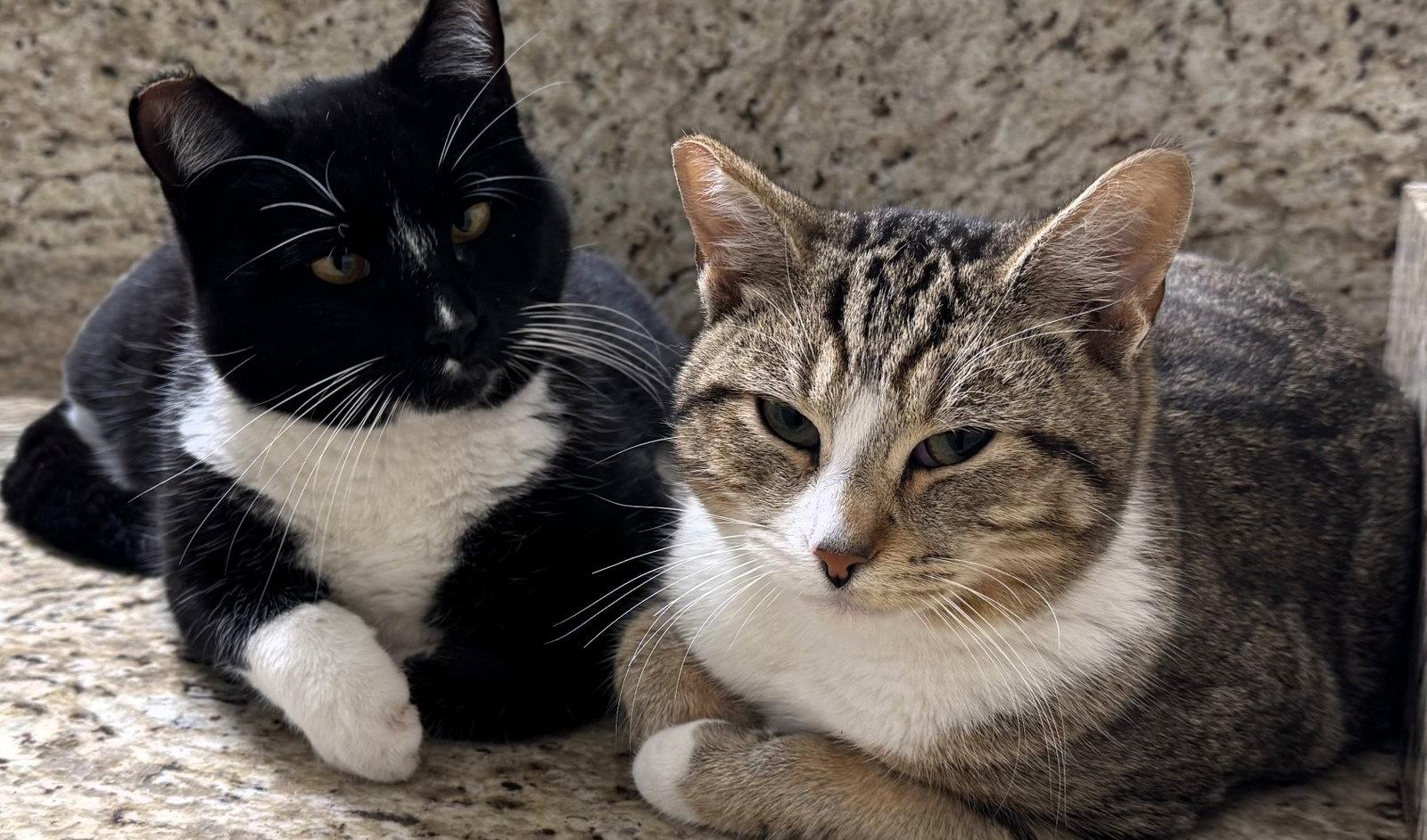 Enlarge Angel & Pepper (Bonded pair), a Adoptable Domestic Short Hair in San Jose, CA image 3/3