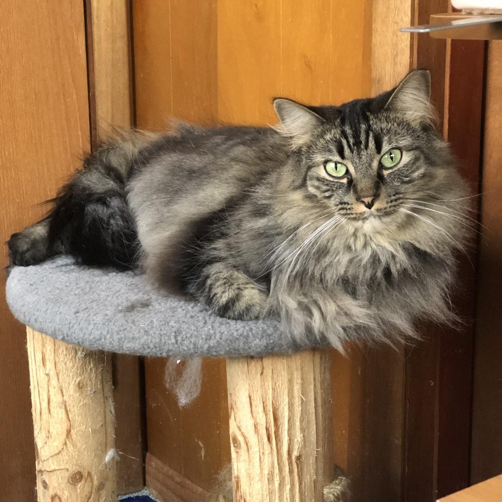 Dotsen, a Adoptable Domestic Medium Hair in Saint Paul, MN image 1/6