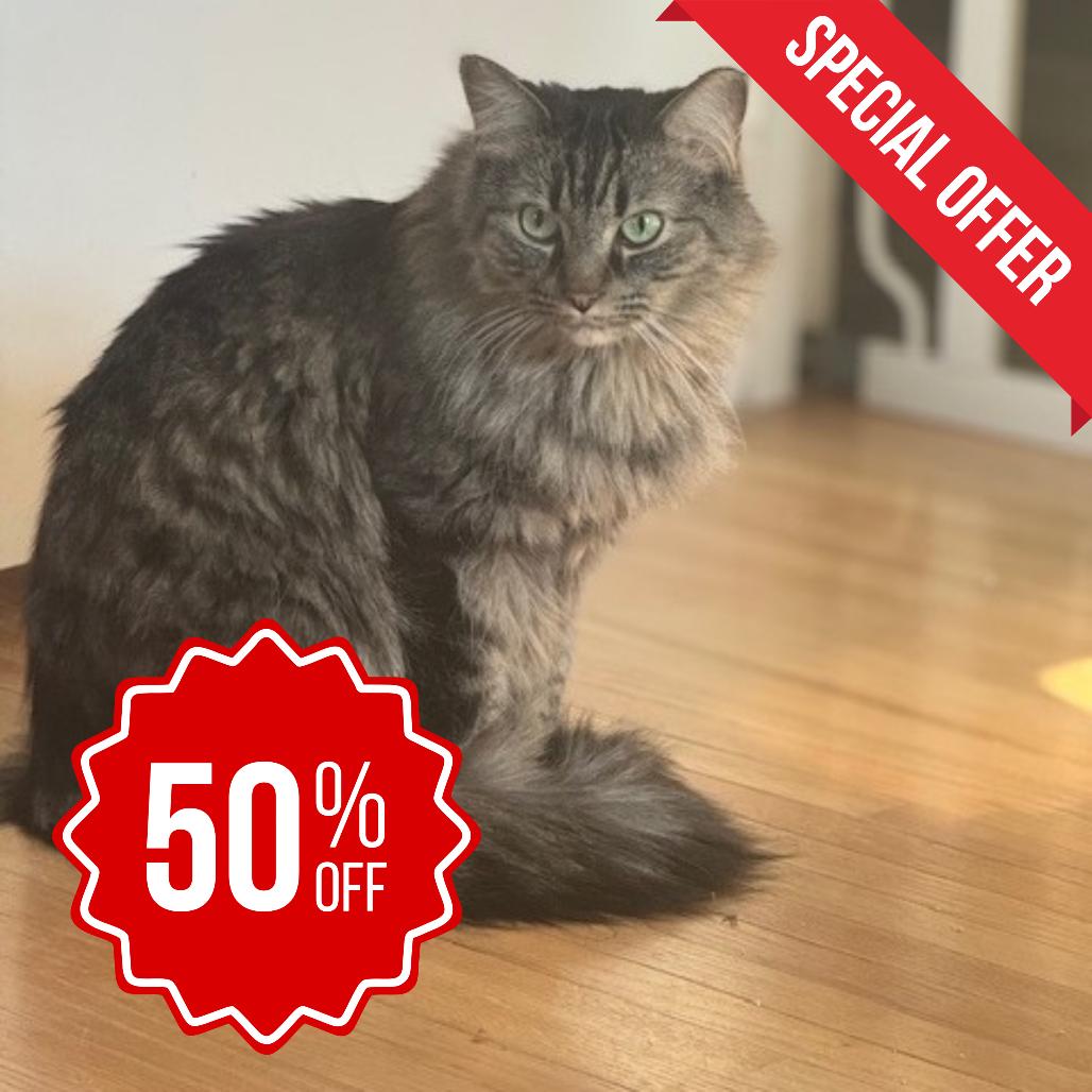 Dotsen, a Adoptable Domestic Medium Hair in Inver Grove Heights, MN image 1/6