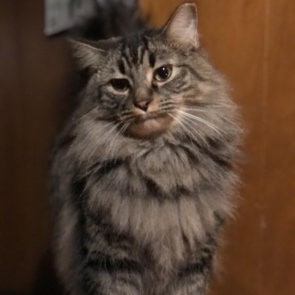 Dotsen, a Adoptable Domestic Medium Hair in Saint Paul, MN image 2/6