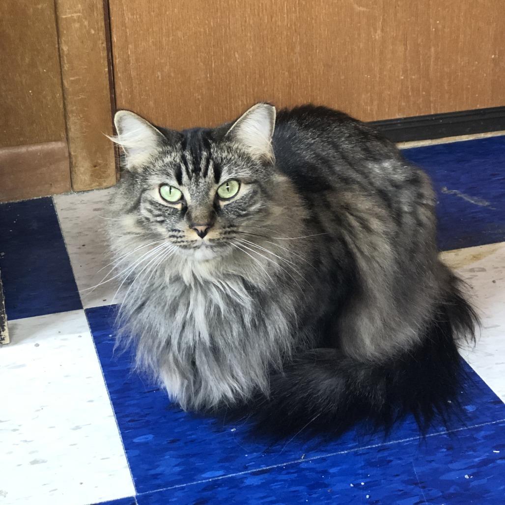 Enlarge Dotsen, a Adoptable Domestic Medium Hair in Inver Grove Heights, MN image 3/6