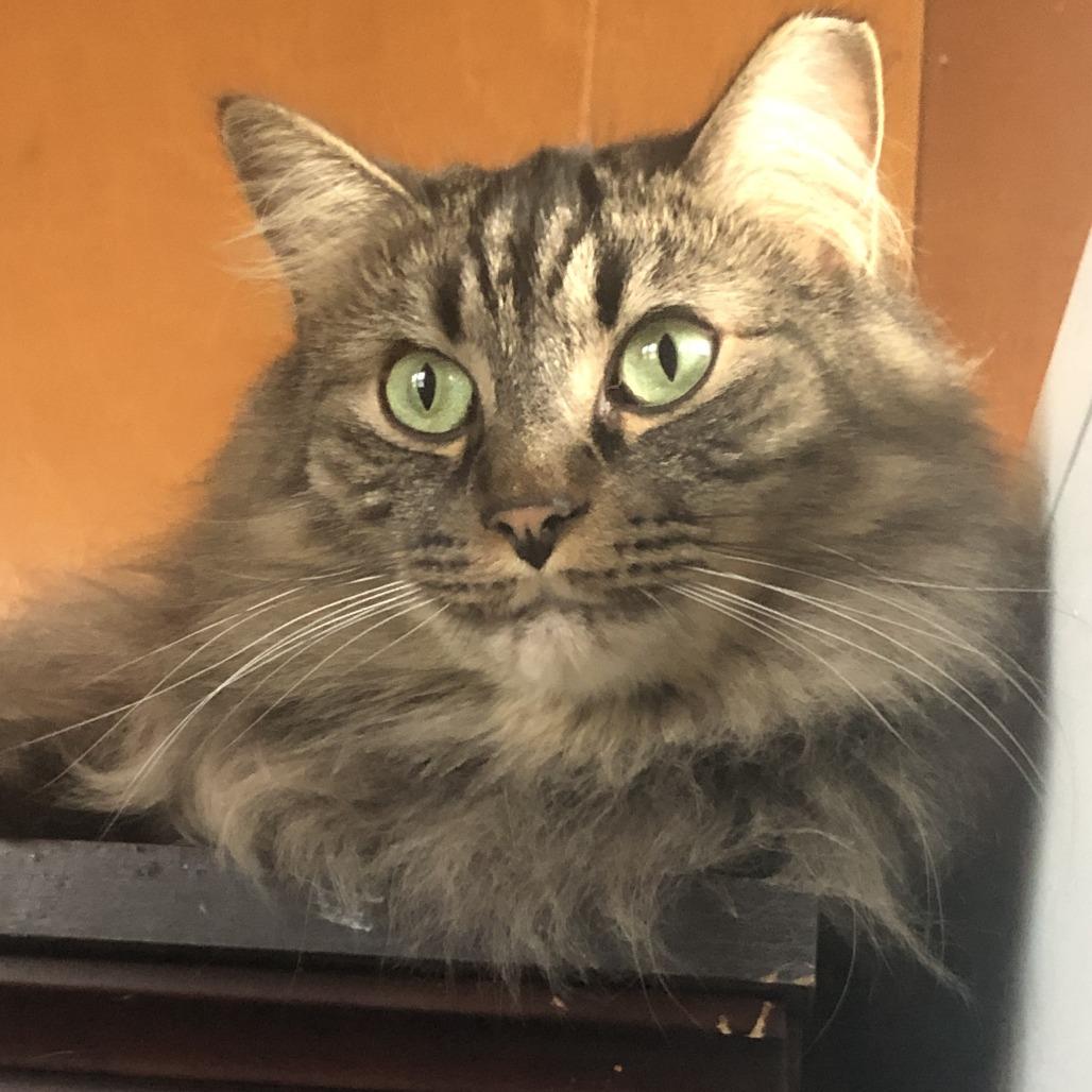 Dotsen, a Adoptable Domestic Medium Hair in Saint Paul, MN image 4/6