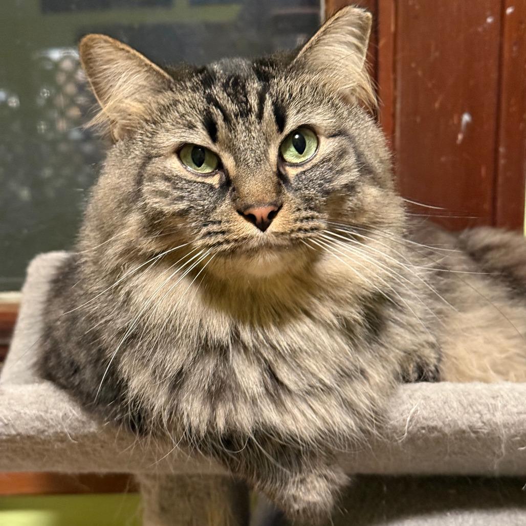 Dotsen, a Adoptable Domestic Medium Hair in Saint Paul, MN image 5/6