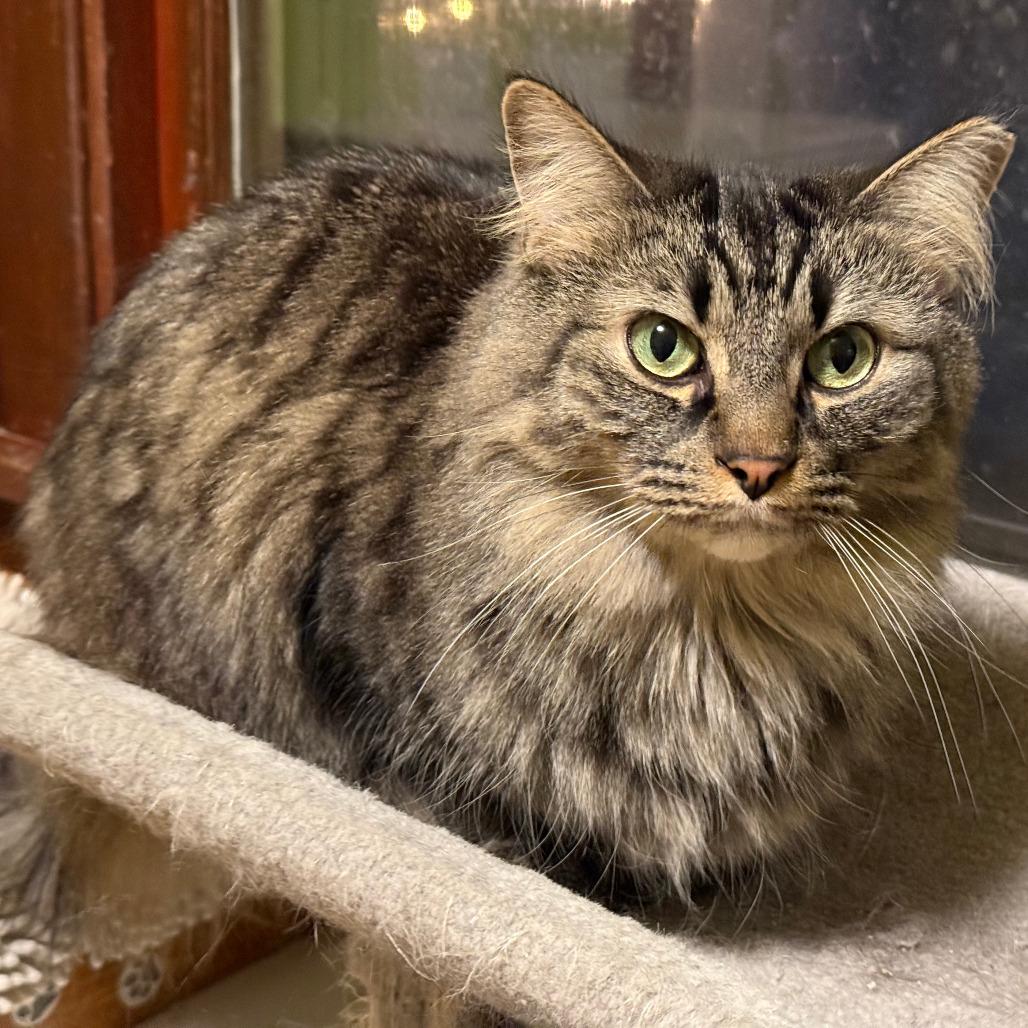 Enlarge Dotsen, a Adoptable Domestic Medium Hair in Inver Grove Heights, MN image 5/6