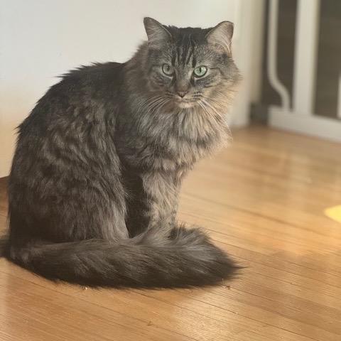 Enlarge Dotsen, a Adoptable Domestic Medium Hair in Inver Grove Heights, MN image 5/6