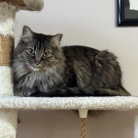 Enlarge Dotsen, a Adoptable Domestic Medium Hair in Inver Grove Heights, MN image 5/6