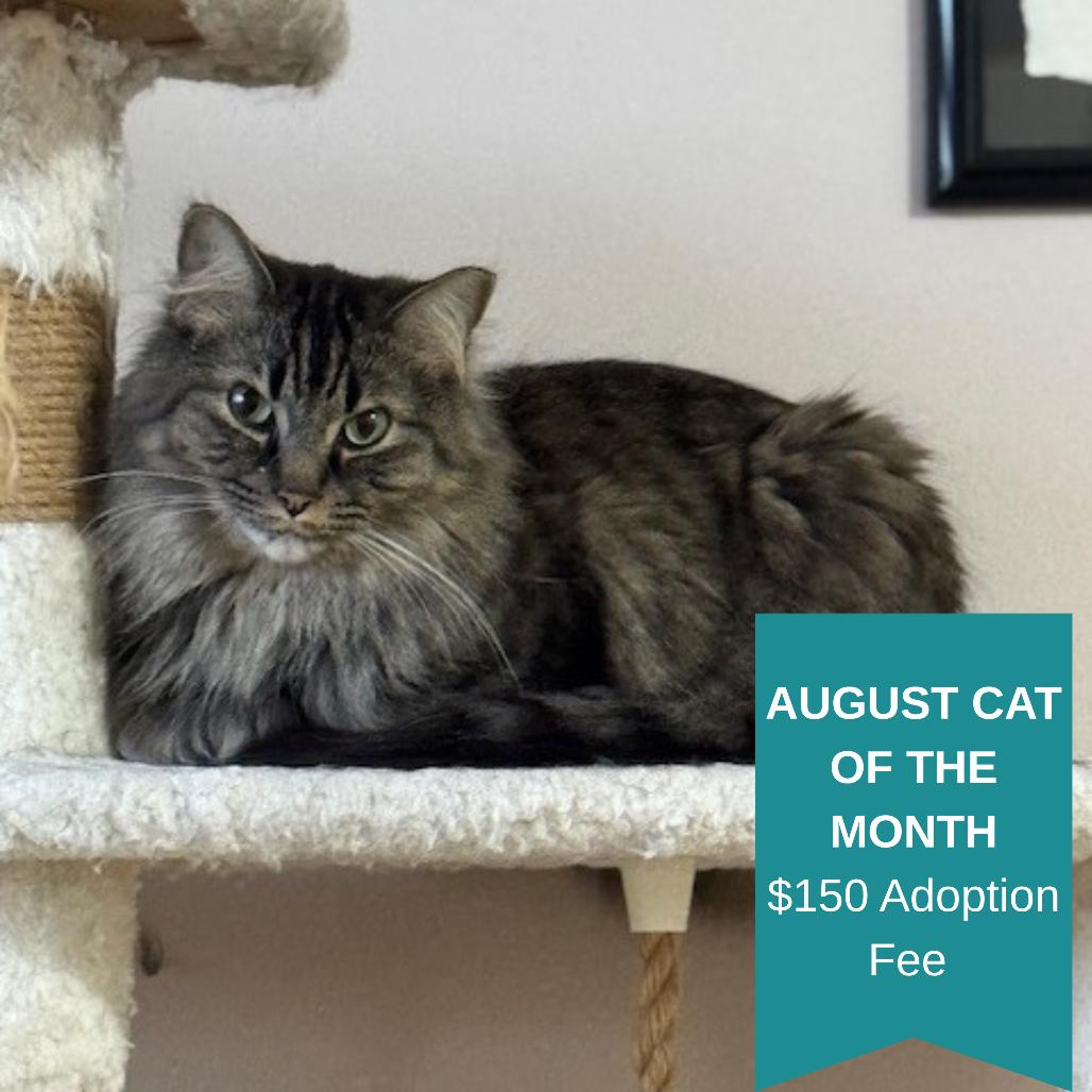 Dotsen, a Adoptable Domestic Medium Hair in Inver Grove Heights, MN image 6/6