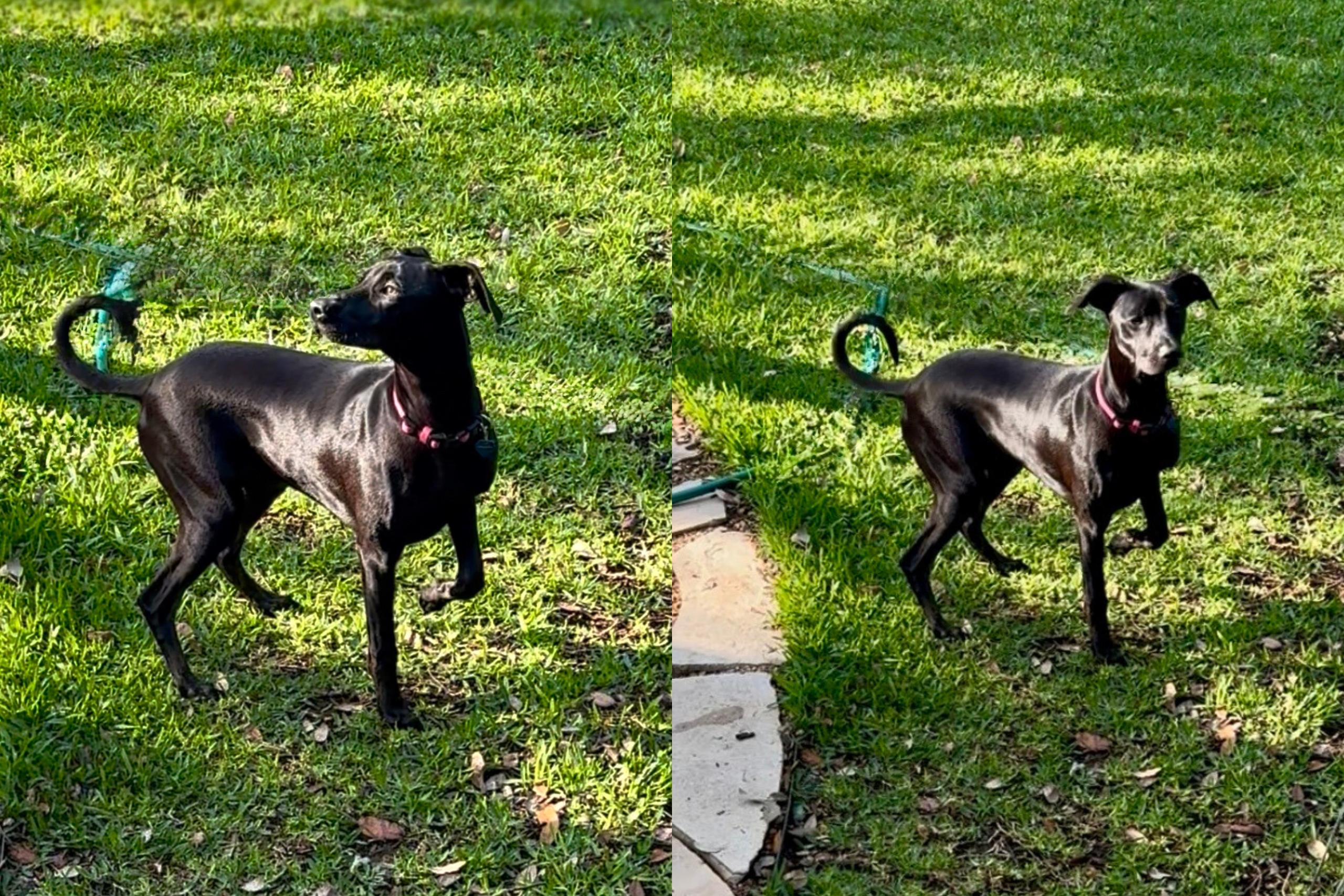 Sunny, an adoptable Whippet, Hound in San Antonio, TX, 78209 | Photo Image 2