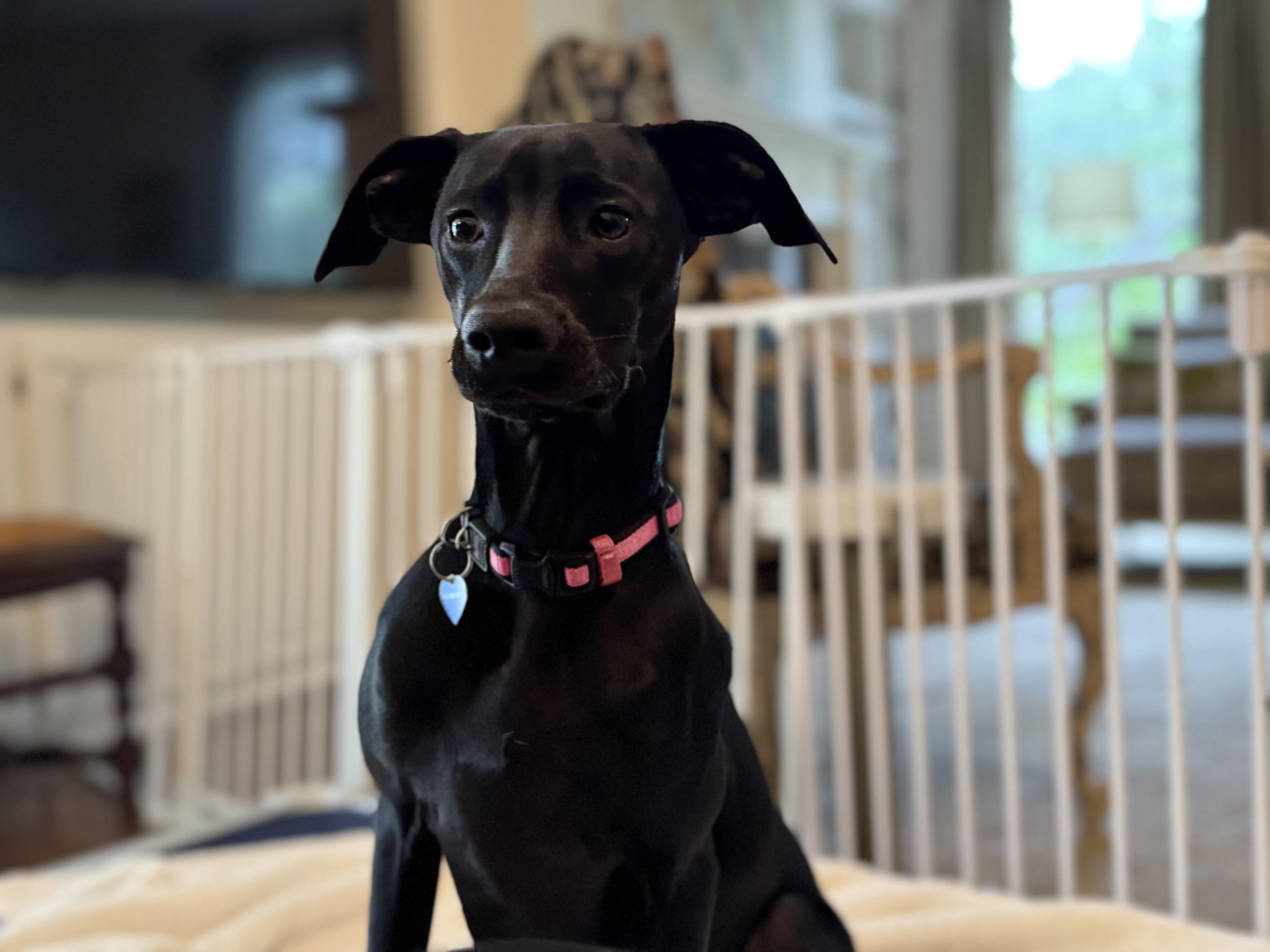 Sunny, an adoptable Whippet, Hound in San Antonio, TX, 78209 | Photo Image 4