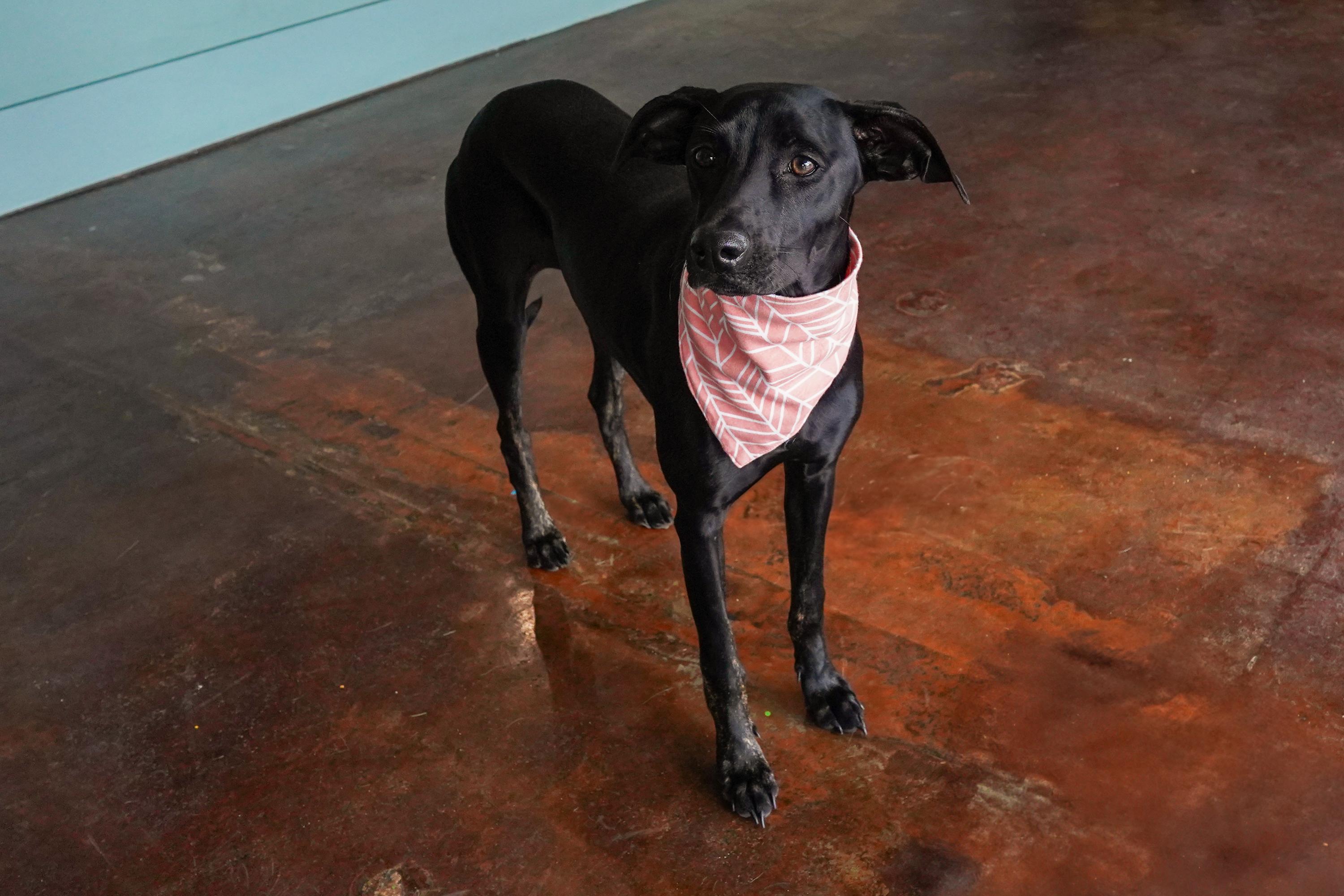 Sunny, an adoptable Whippet, Hound in San Antonio, TX, 78209 | Photo Image 1