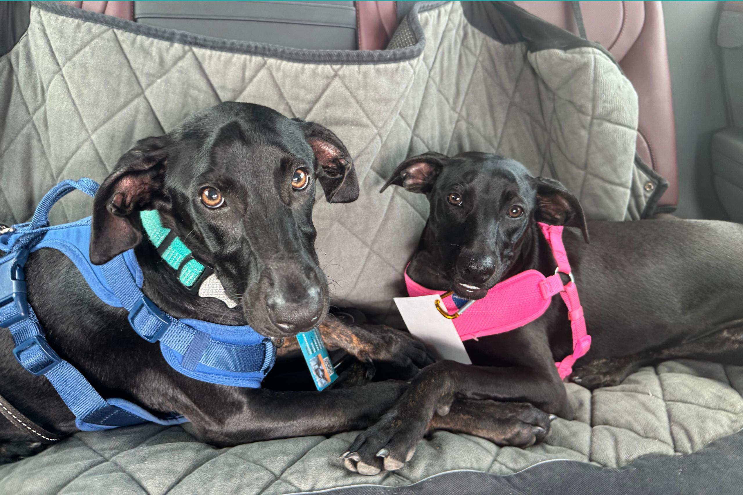 Sunny, an adoptable Whippet, Hound in San Antonio, TX, 78209 | Photo Image 3