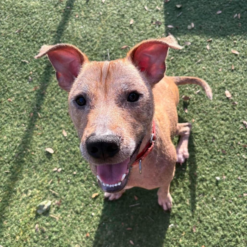 Alfi, Adoptable, Young Male Xoloitzcuintli / Mexican Hairless & Pit Bull Terrier.