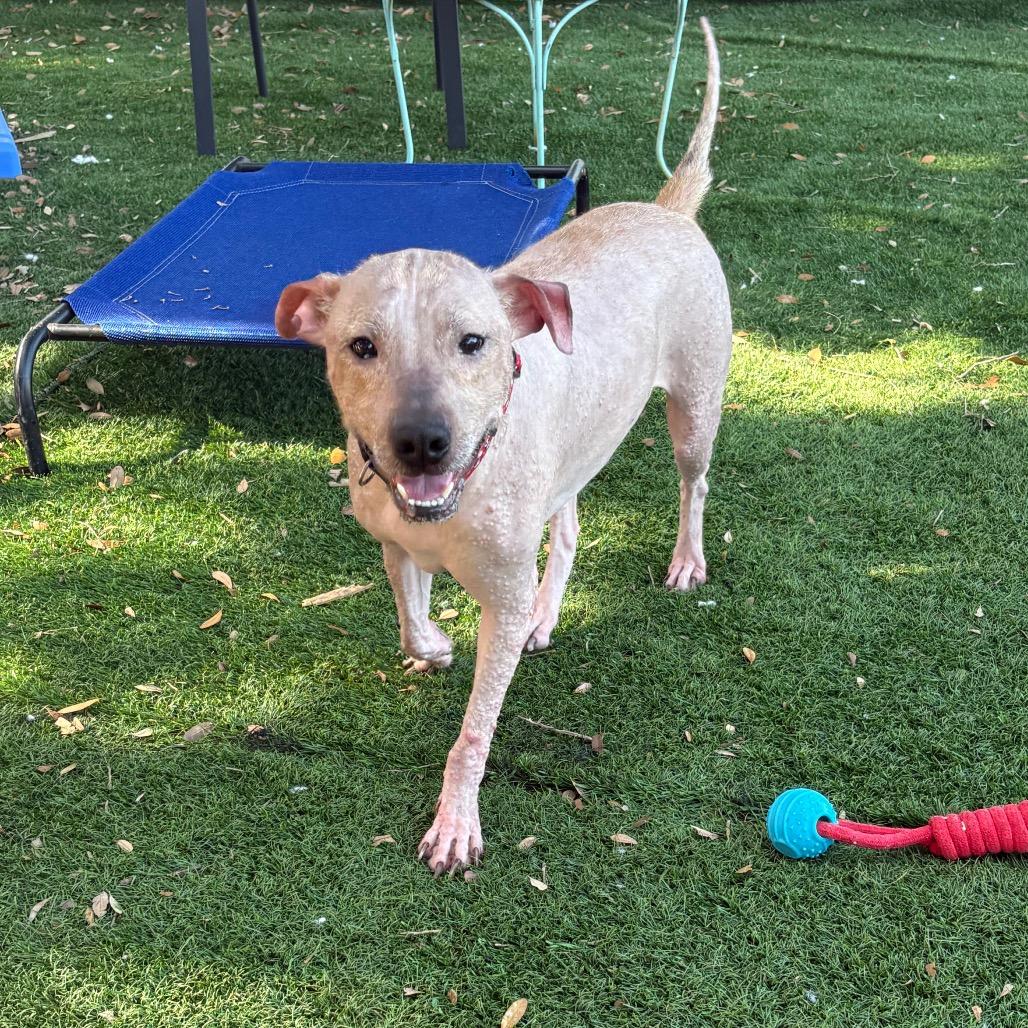 Enlarge Alfi, a Adoptable mixed breed in Port Richey, FL image 2/6