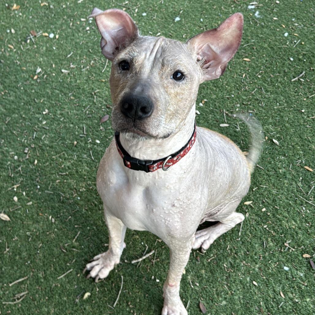 Enlarge Alfi, a Adoptable mixed breed in Port Richey, FL image 3/6
