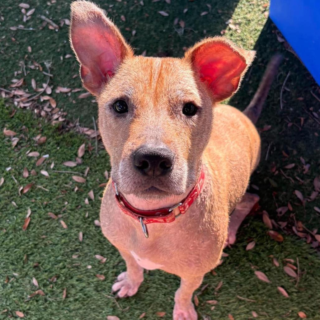 Enlarge Alfi, a Adoptable mixed breed in Port Richey, FL image 4/6