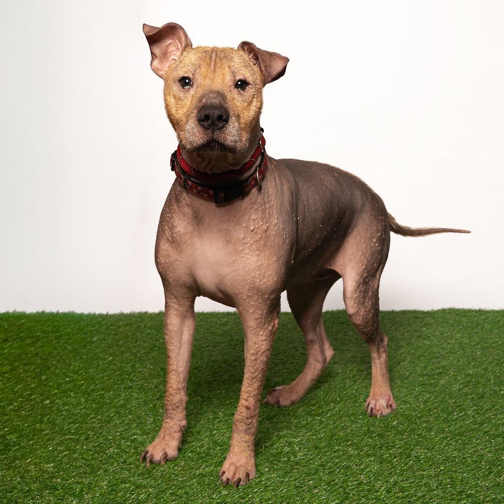 Enlarge Alfi, a Adoptable mixed breed in Port Richey, FL image 5/6