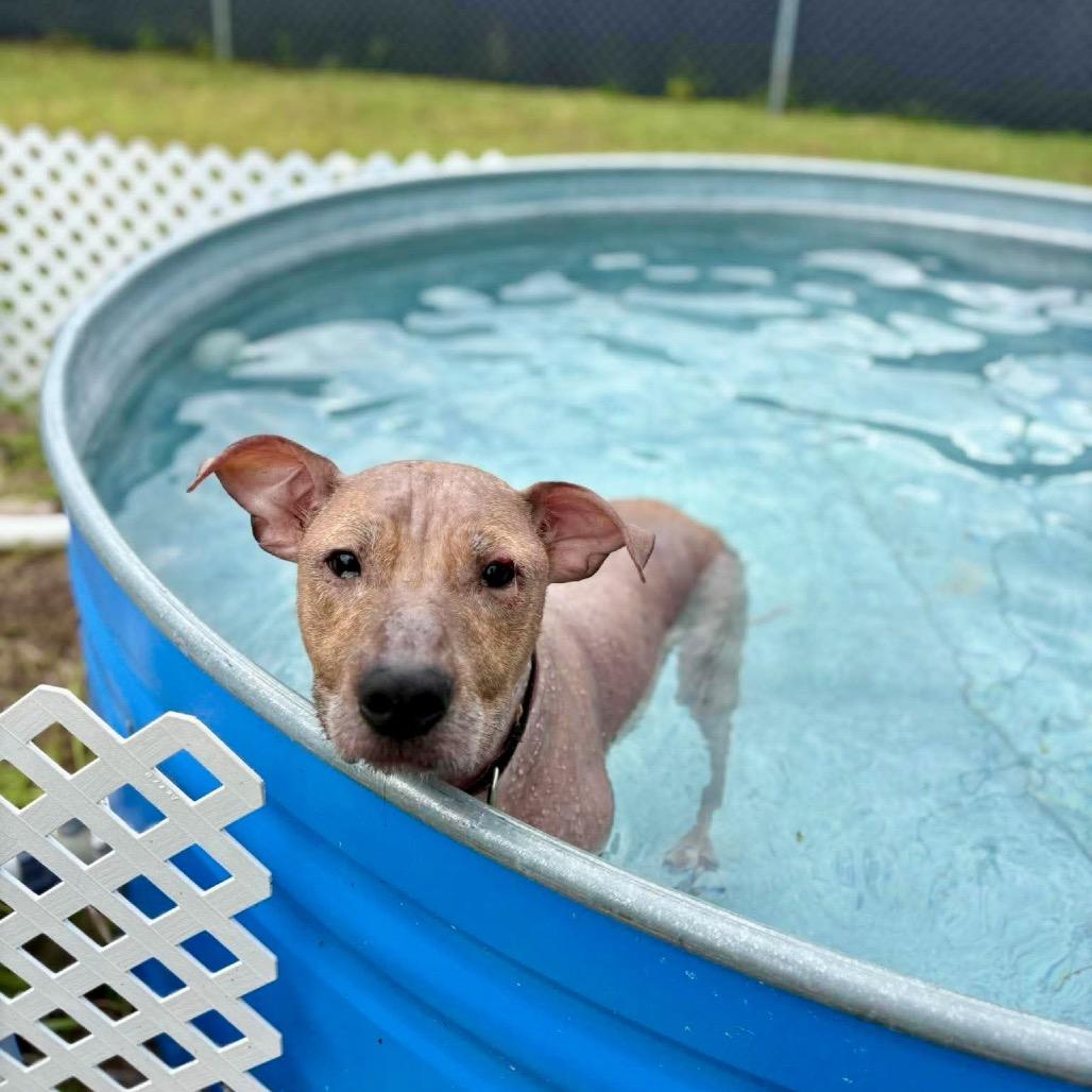 Enlarge Alfi, a Adoptable mixed breed in Port Richey, FL image 6/6