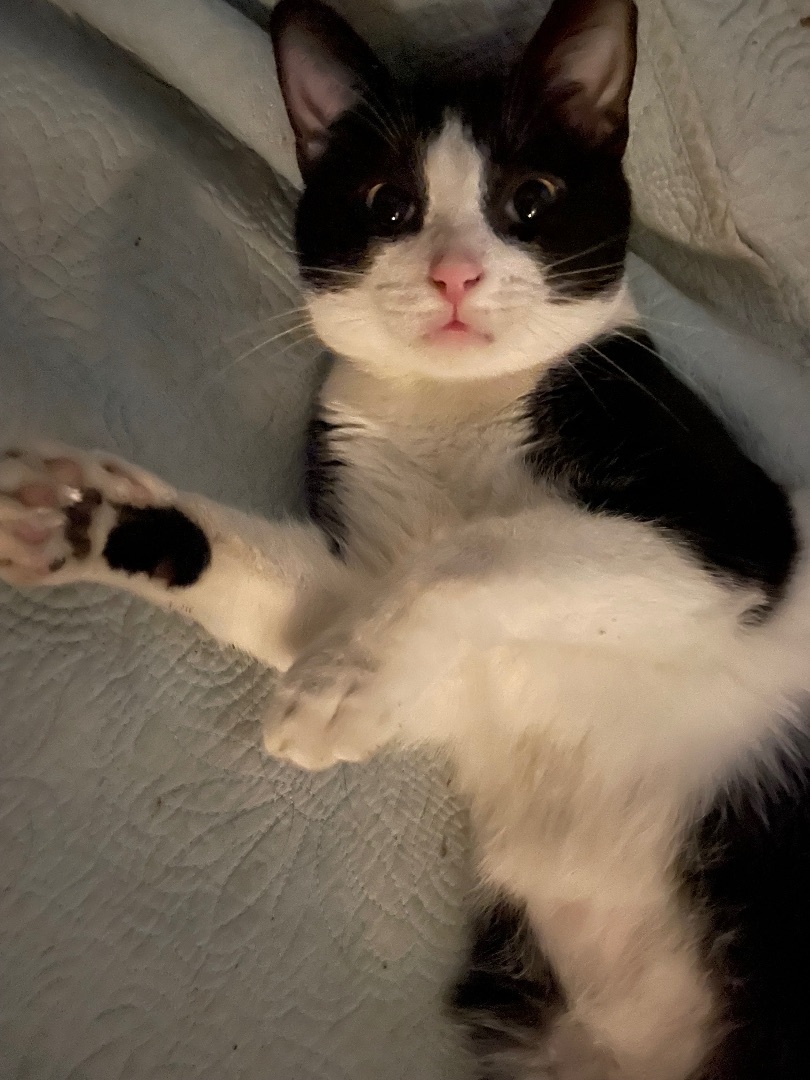 Milton the Gentleman, Adopted, Young Male Domestic Short Hair.