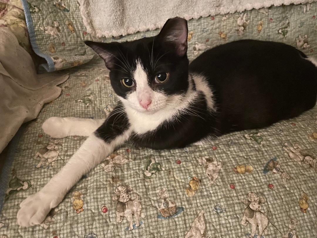 Enlarge Milton the Gentleman, a Adopted Domestic Short Hair in Oak Park, MI image 3/6