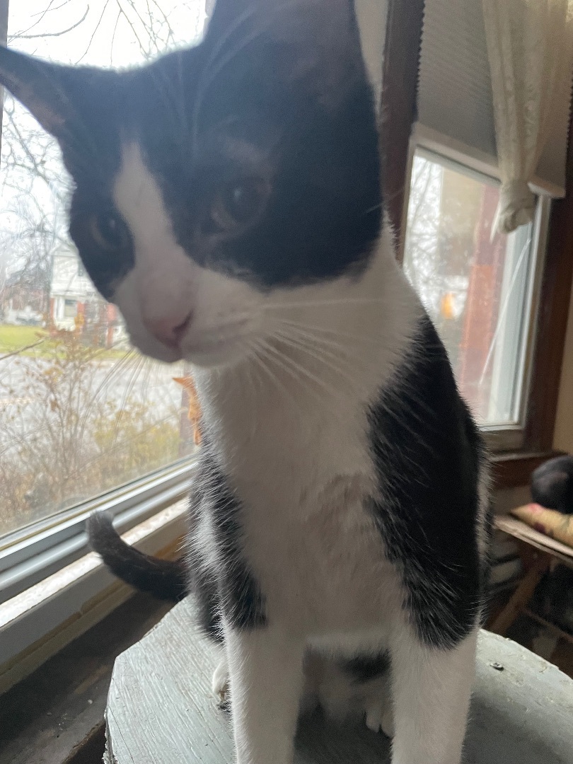 Enlarge Milton the Gentleman, a Adopted Domestic Short Hair in Oak Park, MI image 4/6