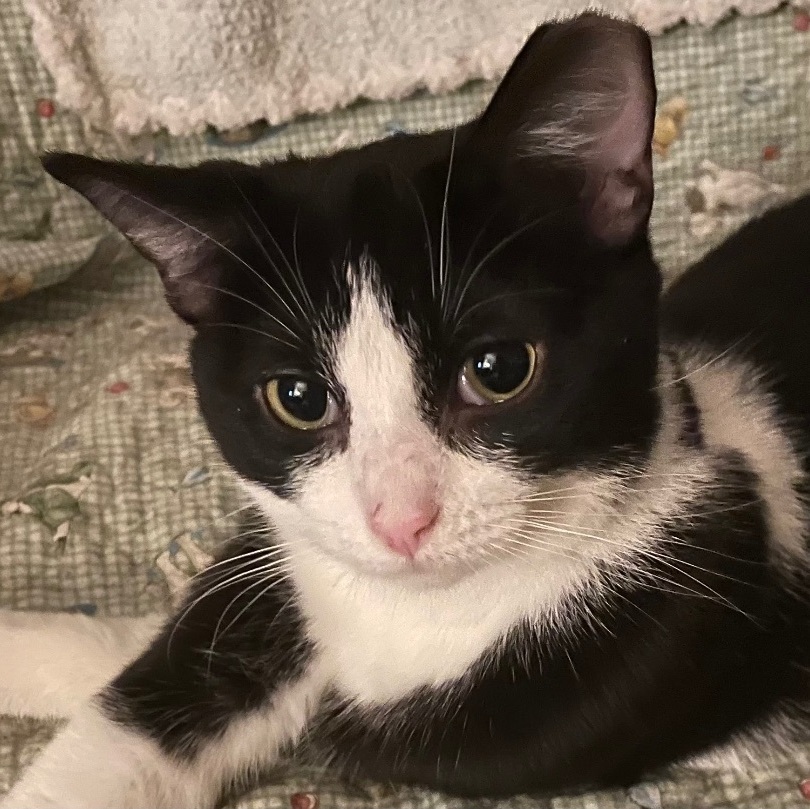 Enlarge Milton the Gentleman, a Adopted Domestic Short Hair in Oak Park, MI image 5/6