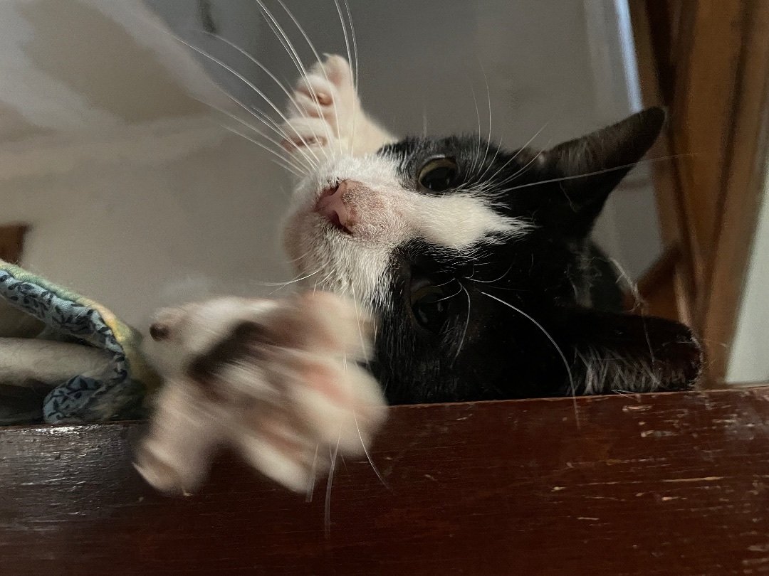 Enlarge Milton the Gentleman, a Adopted Domestic Short Hair in Oak Park, MI image 6/6