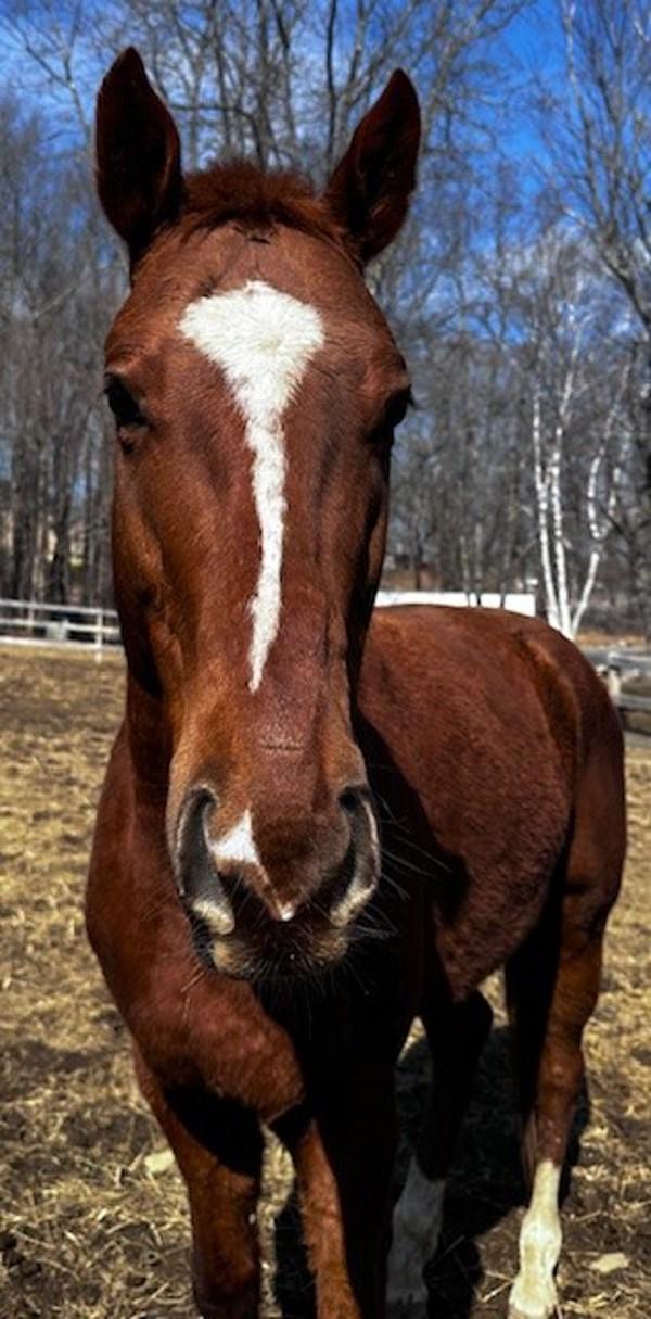 Howard, Adoptable, Senior Male Thoroughbred & Standardbred.