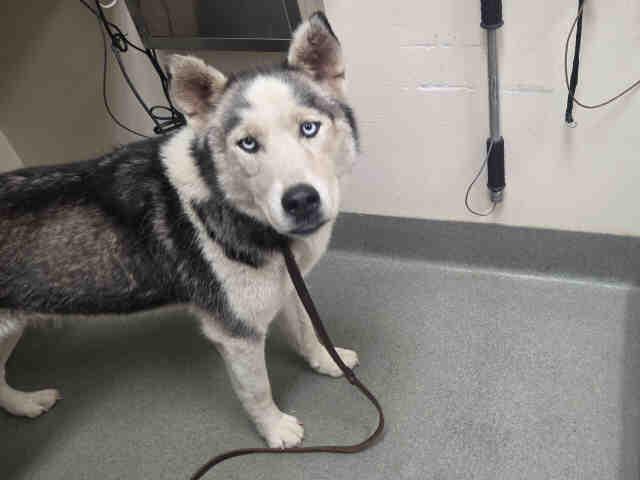 Enlarge SKY, a Adoptable Siberian Husky in Carlsbad, CA image 1/1