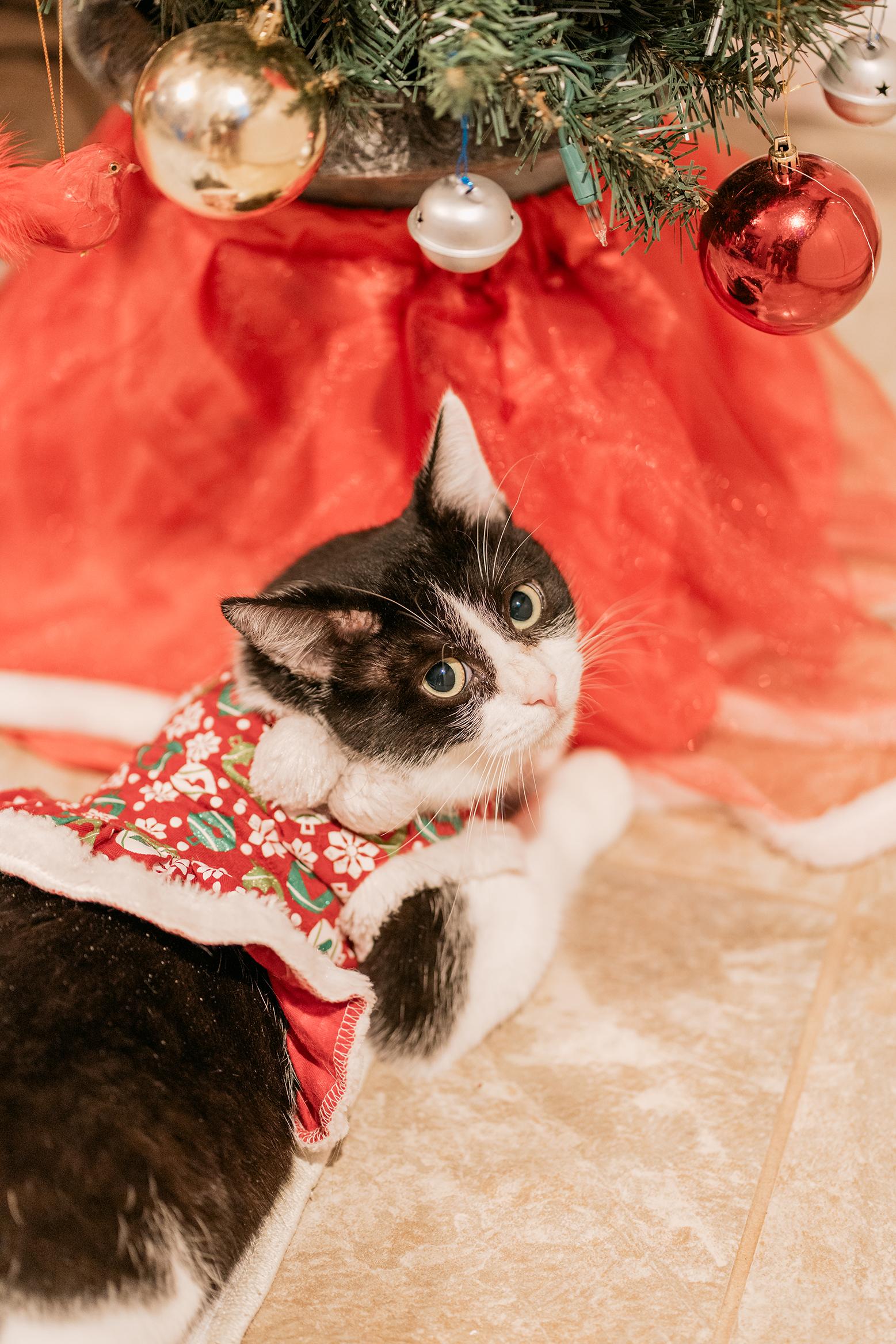 Enlarge Duvalin (FeLV+), a Adoptable Domestic Short Hair in Philadelphia, PA image 6/6